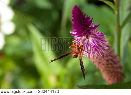Red Wasp, Polistes Canadensis In Domestic Gardens, Paper Wasp Or Red Wasp