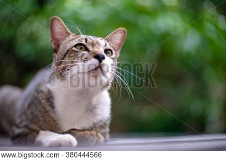 Portrait Of Striped Cat At House, Close Up Thai Cat, Close Relax Cat