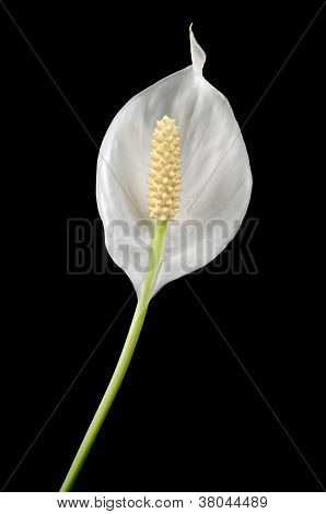 Beautiful White Spathiphyllum (Peace Lily) Flower On Black Background