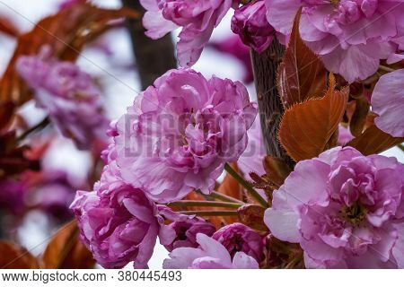 Pink Kwanzan Cherry Tree Blooming Macro. Native To Japan