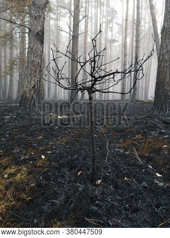 Peatlands Are On Fire. Forest Fire And Its Consequences. Smoke Black Earth Burnt. Burnt Tree Trunks 