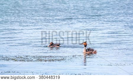 Two Waterfowl Birds Great Crested Grebes Swim In The Lake. The Great Crested Grebe, Podiceps Cristat