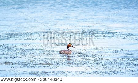 The Waterfowl Bird Great Crested Grebe Swimming In The Calm Lake. The Great Crested Grebe, Podiceps 