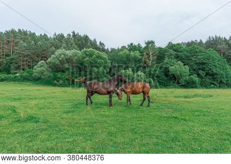 Couple Of Horse Portrait In Pasture. Horse Communication.