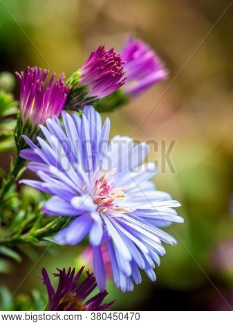 New England Aster (symphyotrichum Novae-angliae / Aster Novae-angliae) Flower.