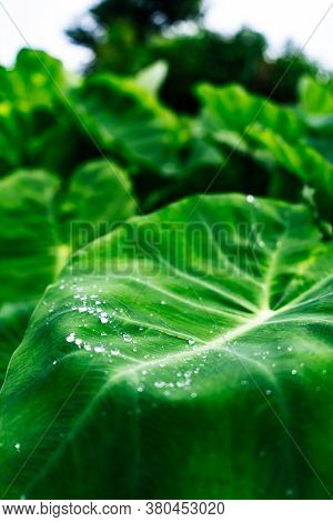 Close Up Shot Of A Green Plant With Water Droplets On It's Leaves.