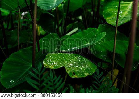 Close Up Shot Of A Green Plant With Water Droplets On It's Leaves.