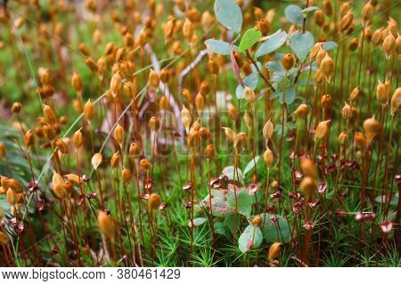 Polytrichum Moss Or Cuckoos Flax, A Male Plant