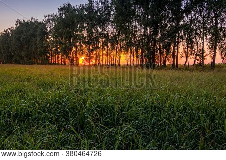 Sunset Or Sunrise In A Summer Birch Forest With Purple Clower On A Foreground And Tree Trunks.