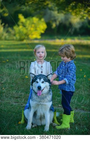 Young Boy And Little Girl In A Green Field With His Pet Husky Or Malamute