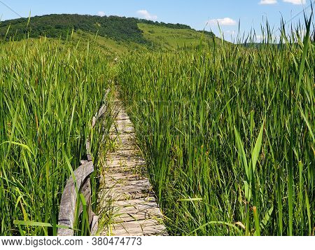 Empty Straight Line Of Wooden Pathway In Reed Field At Stufarisurile De La Sic Natural Reserve, Roma