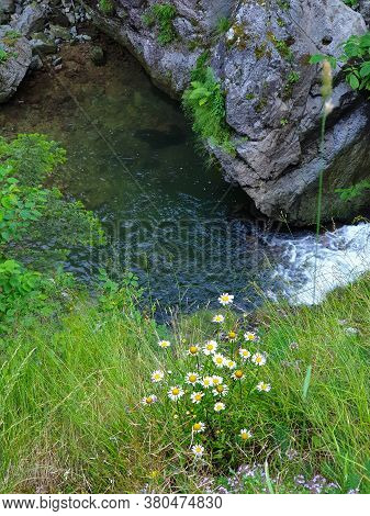 Flowers And Water Pond Seen From Above, At Iadolina Waterfall, On Iad River, Romania. Bathing Is A R