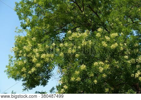 Blooming Branches Of Sophora Japonica Tree Against Blue Sky In July