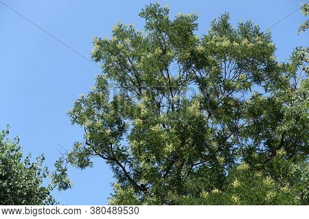 Canopy Of Blossoming Sophora Japonica Tree Against Blue Sky In July