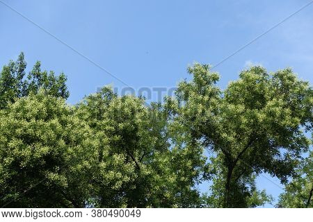 Clear Blue Sky And Crown Of Blossoming Sophora Japonica In July