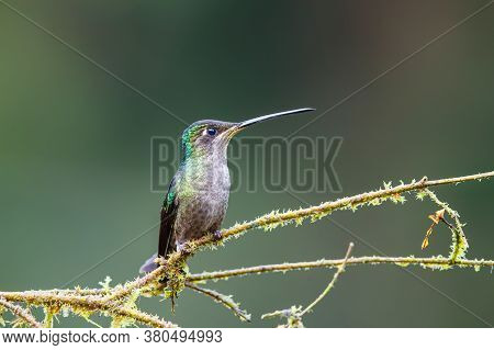 Magnificent Hummingbird (eugenes Fulgens) Female Sitting On A Branch In The Rainforest In San Gerard