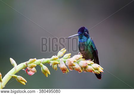 Magnificent Hummingbird (eugenes Fulgens) Male Sitting On A Bromelia To Get Nectar In The Rainforest