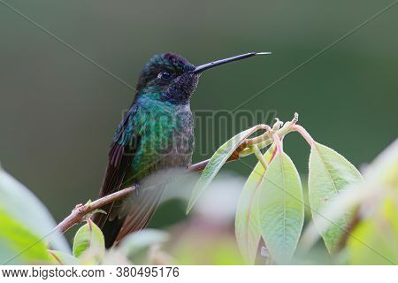 Magnificent Hummingbird (eugenes Fulgens) Male Sitting On A Branch In The Rainforest In San Gerardo 