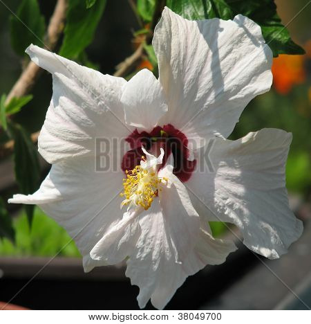 Hibiscus rosa