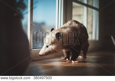 The Virginia Opossum, Didelphis Virginiana, On Window