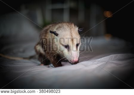 The Virginia Opossum, Didelphis Virginiana, On A Bed