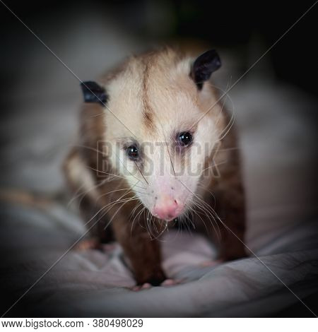 The Virginia Opossum, Didelphis Virginiana, On A Bed