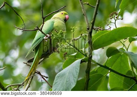 Beautiful Wild Green Parakeet Bird On Tree Branch And Green Leaves