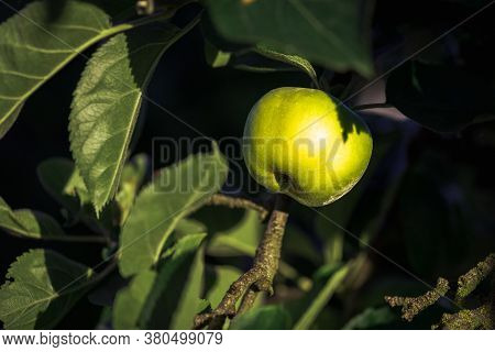 Ecologic Golden Green Apple Grown In Home Garden, Toxic Free. Palencia, Spain