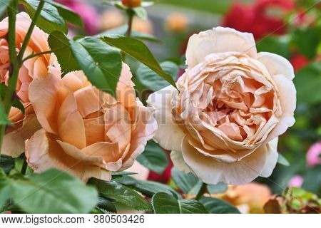 Delicate Cream-colored Flowers Close-up. Color Nature. Day Light