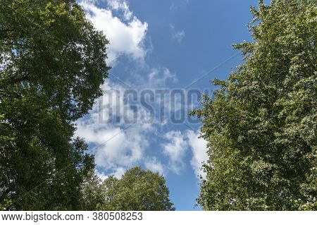 A View Of The Blue Sky Though The Green Leavy Trees