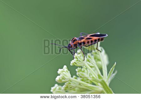 Stinkbug