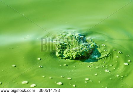 Environmental Water Pollution. Polluted River - Dirty Green Water, Garbage, Waste And Trash. Harmful
