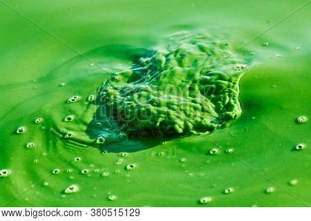 Environmental Water Pollution. Polluted River - Dirty Green Water, Garbage, Waste And Trash. Harmful
