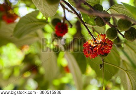 Paper Tree In The Park. Fruit Close-up.. Broussonetia Papyrifera.