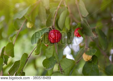 Fresh Multicolored Cherry On The Tree With Sunlight.