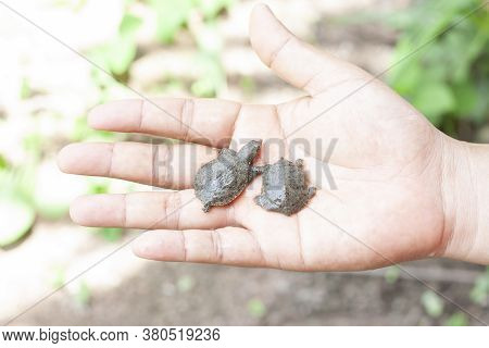 Cute Little Mud Turtle, Soft Shelled Turtle On Hand Of A Man.