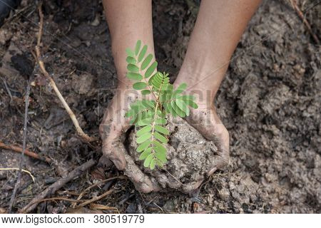Two Hand Holding Young Seedling Agasta, Sesban, Vegetable Humming Bird, Humming Bird Tree, Butterfly