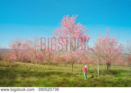 Tourist Traveler Take Photos By Camera Under Sakura Or Cherry Blossoms Tree. Women Tourist Use Camer