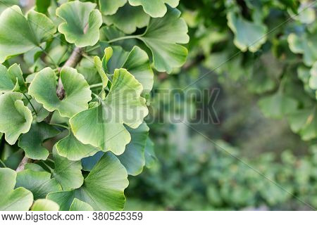 Ginkgo Biloba Green Leaves On Tree. Gingo Leaves Background.