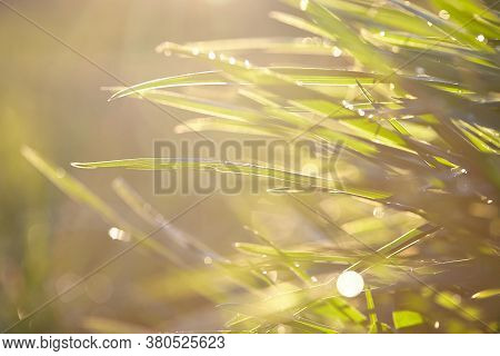 Close-up Of Dew Drops Glisten On The Fresh Green Meadow Grass In Forest At Dawn In The Fog, With Blu