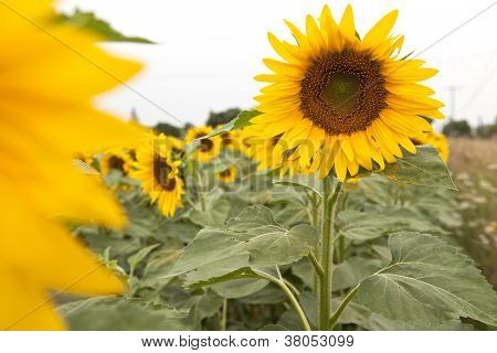 Girasol