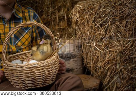 Easter Composition. A Small Fluffy Duckling, Breed Mulard, Sits In A Basket With Eggs. A Child Holds