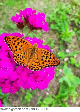 Open Winged Shots Of A Brown Great Spangled Fritillary Buttergly  Feeding On Purple Dianthus Flower