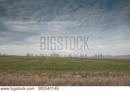Meadow and trees in the background. Gallocanta Lagoon Natural Reserve. Aragon. Spain.