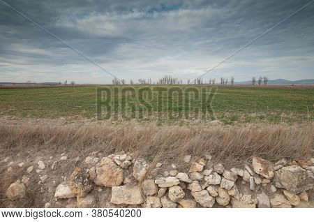 Meadow and trees in the background in the Gallocanta Lagoon Natural Reserve. Aragon. Spain.