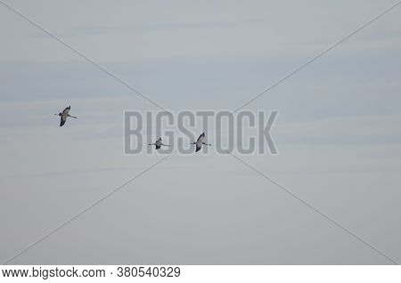Common Cranes In The Gallocanta Lagoon. Aragon.