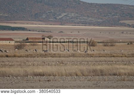 Common Cranes In The Gallocanta Lagoon. Aragon.