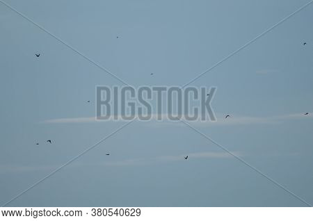 Flock of birds in flight. Gallocanta Lagoon Natural Reserve. Aragon. Spain.