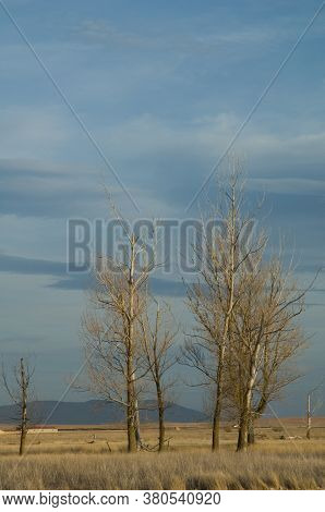 Trees in a plain. Gallocanta Lagoon Natural Reserve. Aragon. Spain.