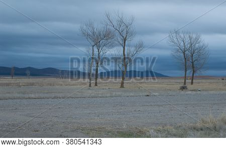 Meadow with trees in the Gallocanta Lagoon Natural Reserve. Aragon. Spain.